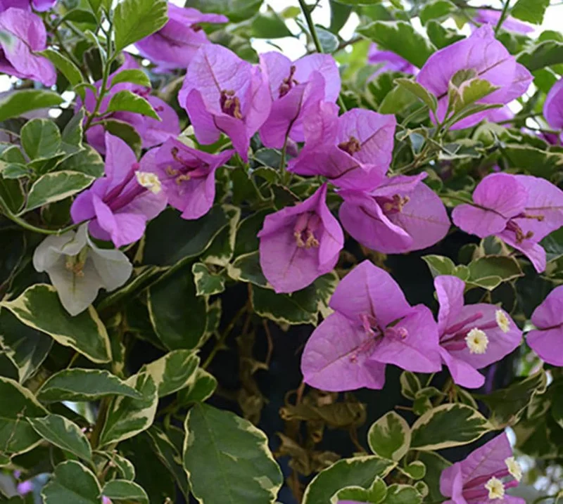 Set of 4 Blueberry Ice Bougainvillea Live Plants - 4-6" Tall Flowering Vines - Image 2
