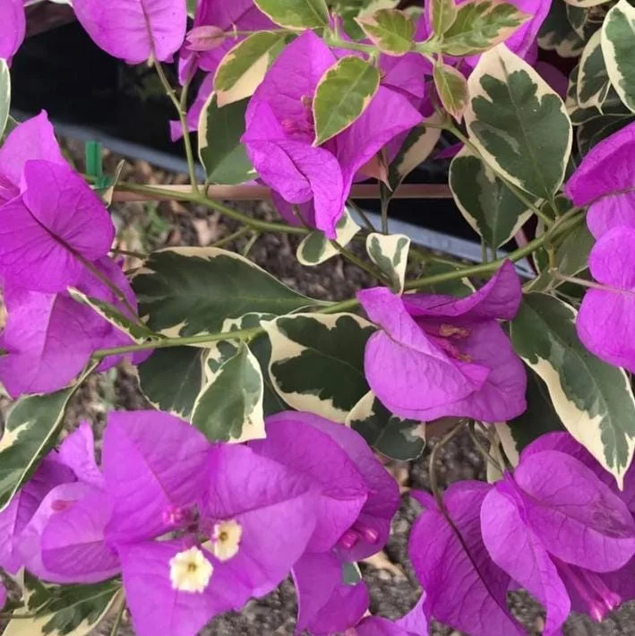 Set of 4 Blueberry Ice Bougainvillea Live Plants - 4-6" Tall Flowering Vines - Image 3