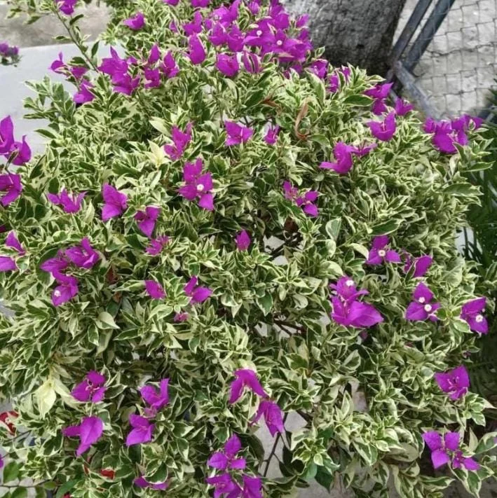 Set of 4 Blueberry Ice Bougainvillea Live Plants - 4-6" Tall Flowering Vines - Image 4