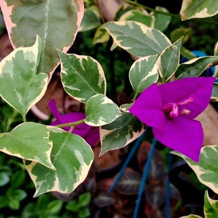 Set of 4 Blueberry Ice Bougainvillea Live Plants - 4-6" Tall Flowering Vines - Image 5