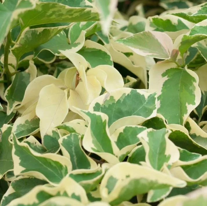 Set of 4 Blueberry Ice Bougainvillea Live Plants - 4-6" Tall Flowering Vines - Image 6