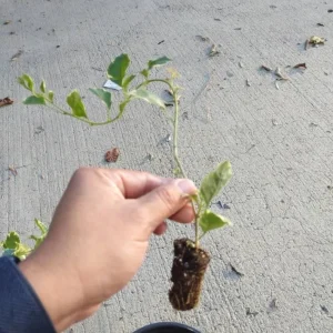 Set of 4 Blueberry Ice Bougainvillea Live Plants - 4-6