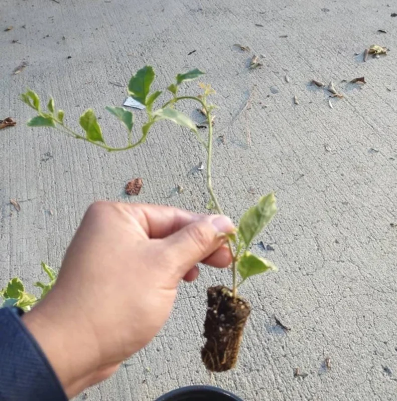 Set of 4 Blueberry Ice Bougainvillea Live Plants - 4-6" Tall Flowering Vines - Image 7