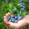 Set of 4 Chandler Blueberry Live Plants – 4-6" Tall – Edible Fruit Bush - Image 1