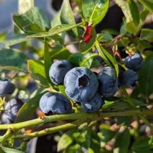 Set of 4 Chandler Blueberry Live Plants – 4-6