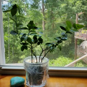 Set of 4 Chandler Blueberry Live Plants – 4-6