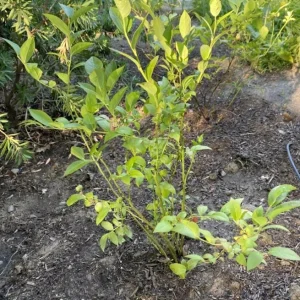 Set of 4 Chandler Blueberry Live Plants – 4-6
