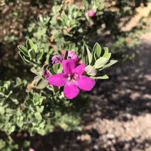 Set of 4 Dwarf Texas Sage Live Plants – Leucophyllum frutescens – 4-8” Tall Shrub for Outdoor Landscaping - Image 1