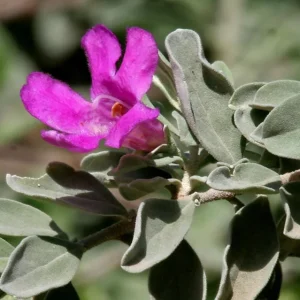 Set of 4 Dwarf Texas Sage Live Plants – Leucophyllum frutescens – 4-8” Tall Shrub for Outdoor Landscaping - Image 2
