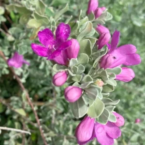Set of 4 Dwarf Texas Sage Live Plants – Leucophyllum frutescens – 4-8” Tall Shrub for Outdoor Landscaping - Image 3
