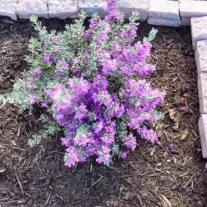 Set of 4 Dwarf Texas Sage Live Plants – Leucophyllum frutescens – 4-8” Tall Shrub for Outdoor Landscaping - Image 4