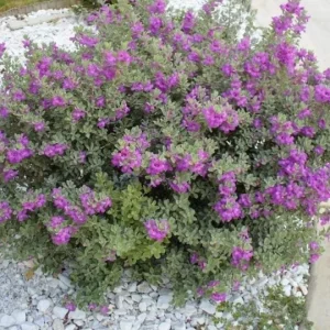 Set of 4 Dwarf Texas Sage Live Plants – Leucophyllum frutescens – 4-8” Tall Shrub for Outdoor Landscaping - Image 5