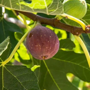 Set of 4 Fignomenal Fig Live Plants – 4-6