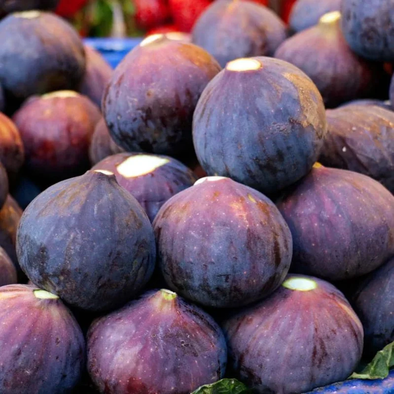 Set of 4 Fignomenal Fig Live Plants – 4-6" Tall – Dwarf Edible Fruit Tree for Containers - Image 4