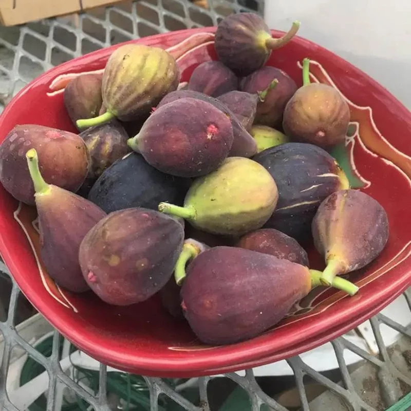 Set of 4 Fignomenal Fig Live Plants – 4-6" Tall – Dwarf Edible Fruit Tree for Containers - Image 5