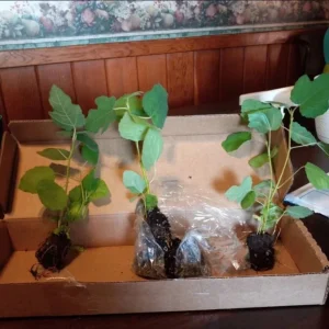 Set of 4 Fignomenal Fig Live Plants – 4-6
