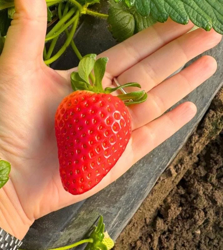 Set of 4 Florida Encore Strawberry Live Plants - Fragaria x ananassa - 4-6" Tall Edible Fruit - Image 3