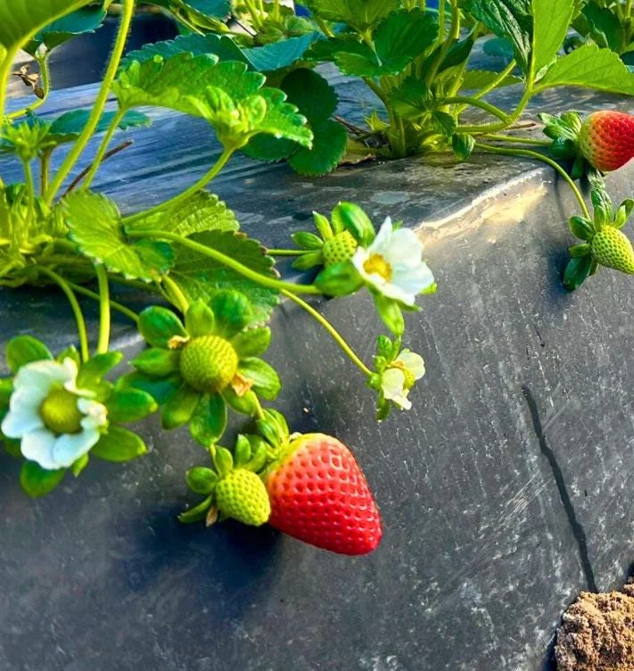 Set of 4 Florida Encore Strawberry Live Plants - Fragaria x ananassa - 4-6" Tall Edible Fruit - Image 4