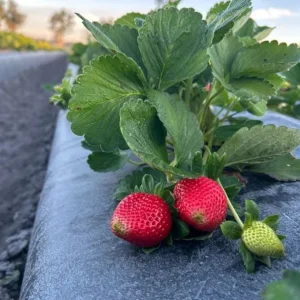 Set of 4 Florida Encore Strawberry Live Plants - Fragaria x ananassa - 4-6