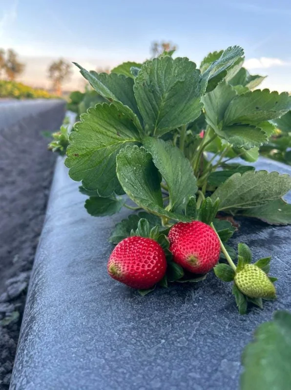 Set of 4 Florida Encore Strawberry Live Plants - Fragaria x ananassa - 4-6" Tall Edible Fruit - Image 5