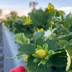 Set of 4 Florida Encore Strawberry Live Plants - Fragaria x ananassa - 4-6