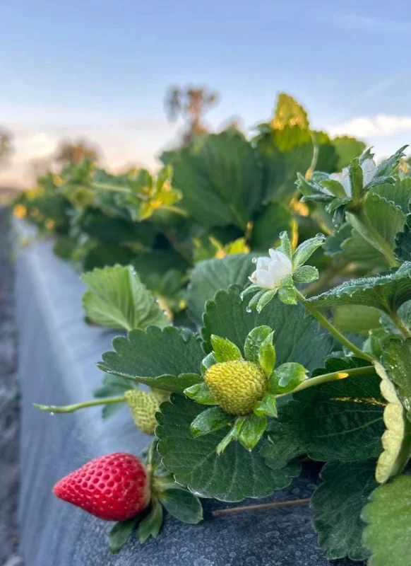 Set of 4 Florida Encore Strawberry Live Plants - Fragaria x ananassa - 4-6" Tall Edible Fruit - Image 6