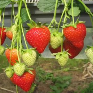 Set of 4 Florida Encore Strawberry Live Plants - Fragaria x ananassa - 4-6