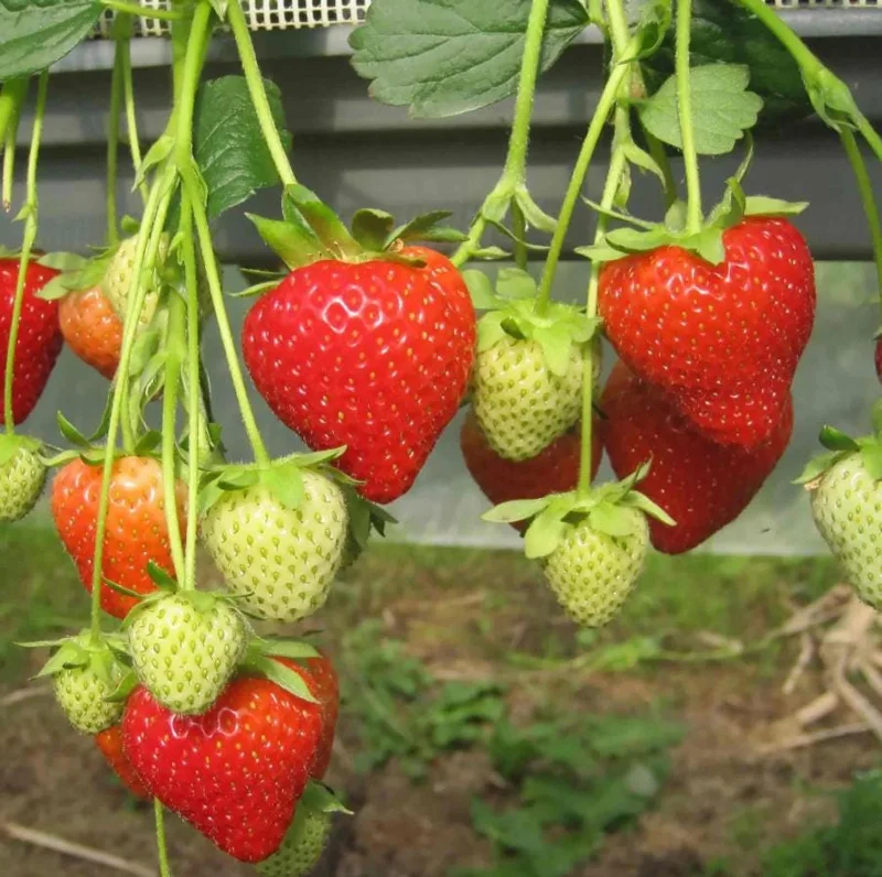 Set of 4 Florida Encore Strawberry Live Plants - Fragaria x ananassa - 4-6" Tall Edible Fruit - Image 1