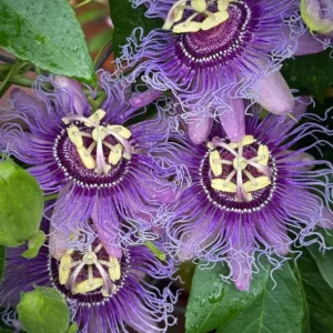 Set of 4 Incense Passion Flower Live Plants (Passiflora 'Incense') – 4-6
