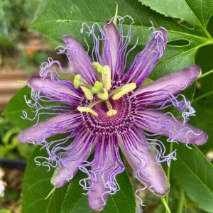 Set of 4 Incense Passion Flower Live Plants (Passiflora 'Incense') – 4-6
