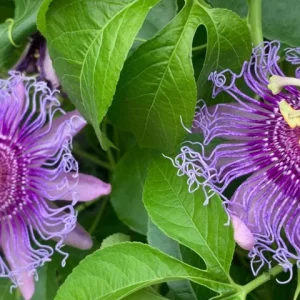 Set of 4 Incense Passion Flower Live Plants (Passiflora 'Incense') – 4-6