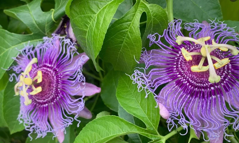 Set of 4 Incense Passion Flower Live Plants (Passiflora 'Incense') – 4-6" Tall – Flowering Vine - Image 4