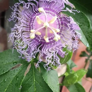 Set of 4 Incense Passion Flower Live Plants (Passiflora 'Incense') – 4-6