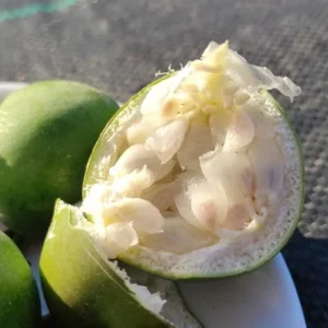 Set of 4 Incense Passion Flower Live Plants (Passiflora 'Incense') – 4-6