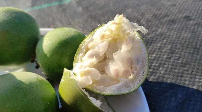 Set of 4 Incense Passion Flower Live Plants (Passiflora 'Incense') – 4-6" Tall – Flowering Vine - Image 6