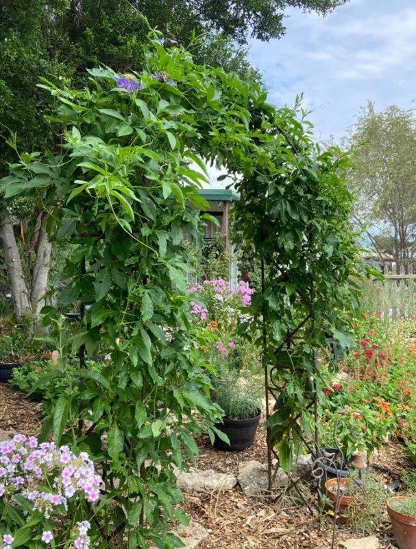 Set of 4 Incense Passion Flower Live Plants (Passiflora 'Incense') – 4-6" Tall – Flowering Vine - Image 7