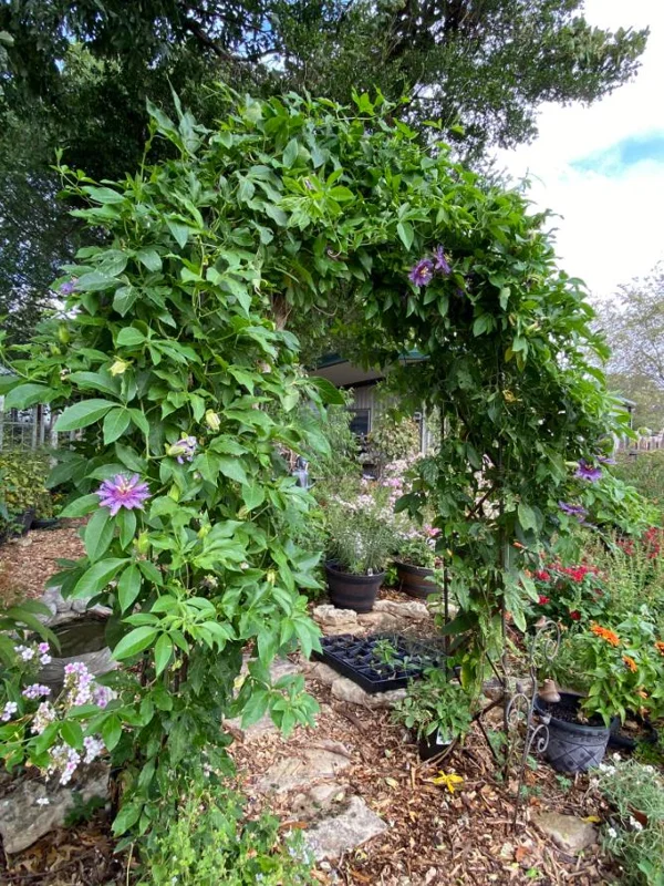 Set of 4 Incense Passion Flower Live Plants (Passiflora 'Incense') – 4-6" Tall – Flowering Vine - Image 8