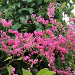 Set of 4 Mexican Creeper Live Plants - Pink Flowering Vine, 4-6