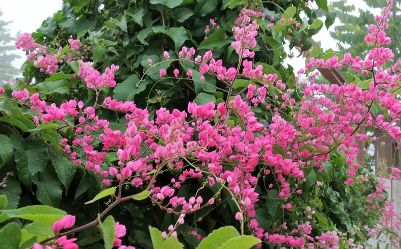 Set of 4 Mexican Creeper Live Plants - Pink Flowering Vine, 4-6" Tall, Bare Root, Outdoor - Image 10