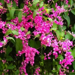 Set of 4 Mexican Creeper Live Plants - Pink Flowering Vine, 4-6