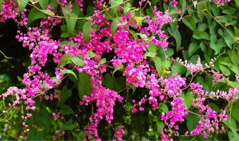Set of 4 Mexican Creeper Live Plants - Pink Flowering Vine, 4-6" Tall, Bare Root, Outdoor - Image 2