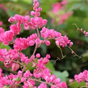 Set of 4 Mexican Creeper Live Plants - Pink Flowering Vine, 4-6