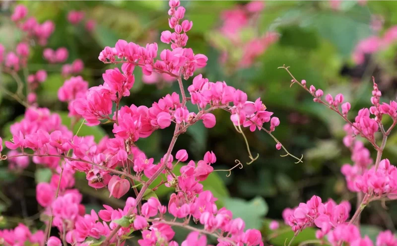 Set of 4 Mexican Creeper Live Plants - Pink Flowering Vine, 4-6" Tall, Bare Root, Outdoor - Image 3