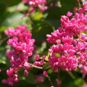 Set of 4 Mexican Creeper Live Plants - Pink Flowering Vine, 4-6