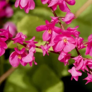 Set of 4 Mexican Creeper Live Plants - Pink Flowering Vine, 4-6