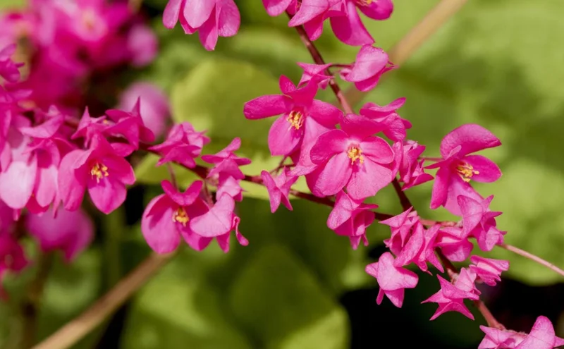 Set of 4 Mexican Creeper Live Plants - Pink Flowering Vine, 4-6" Tall, Bare Root, Outdoor - Image 5