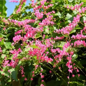 Set of 4 Mexican Creeper Live Plants - Pink Flowering Vine, 4-6