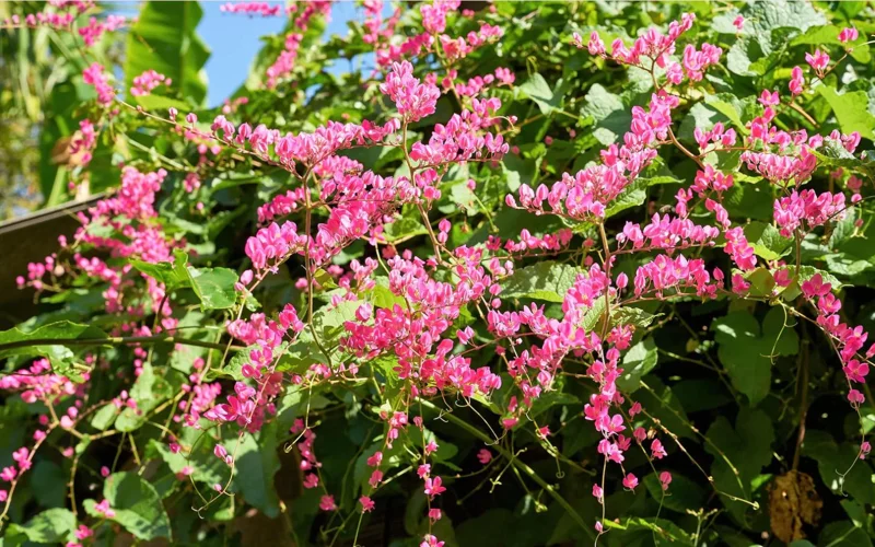 Set of 4 Mexican Creeper Live Plants - Pink Flowering Vine, 4-6" Tall, Bare Root, Outdoor - Image 1