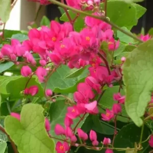 Set of 4 Mexican Creeper Live Plants - Pink Flowering Vine, 4-6