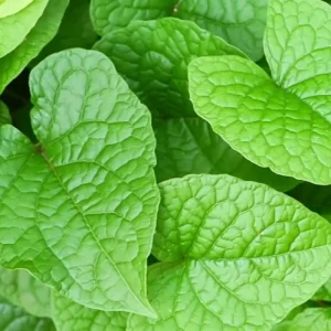 Set of 4 Mexican Creeper Live Plants - Pink Flowering Vine, 4-6